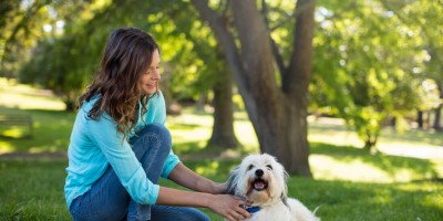 3 studies showing that dogs can also eat vegan